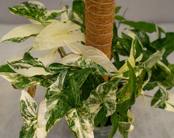 Syngonium podophyllum albo-variegatum 6" pot