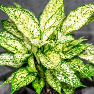 Aglaonema &#39;Wintry Winehouse&#39; potted in a 6&quot; pot