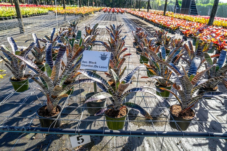305 Greenery Aechmea Chantinii DeLeon - Thumbnail 4
