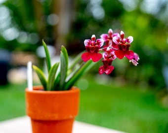 Tolumnia Jairak Rainbow ‘Hot Pink’