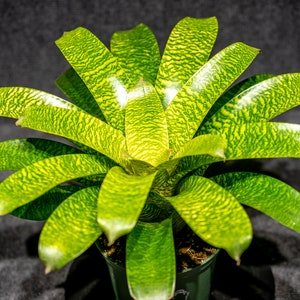 Vriesea Mint Julip 6&quot; pot
