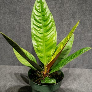 Anthurium sp. superbum