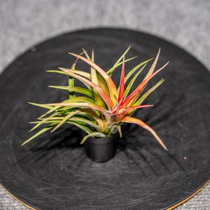 Tillandsia Abdita Air Plant
