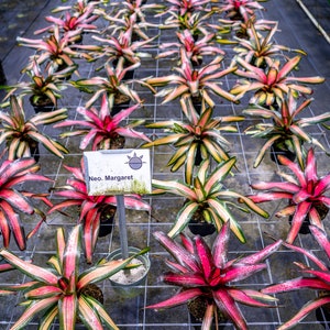 Bromeliad Neoregelia Margaret 6&quot; pot