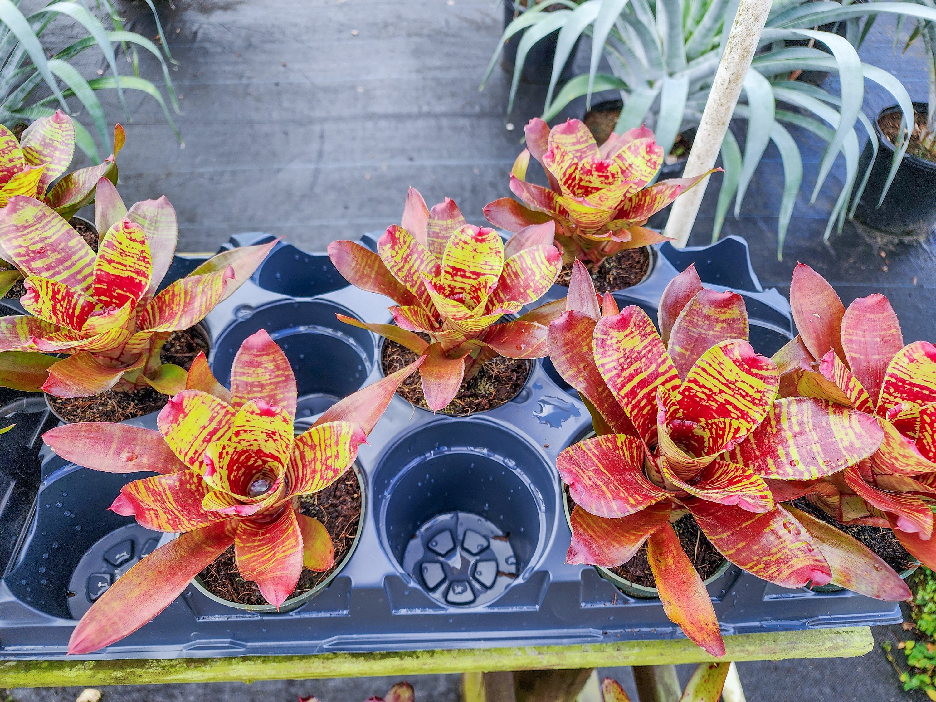 Neoregelia Maestra Vida Tropical Bromeliad Colorful Rosette Plant