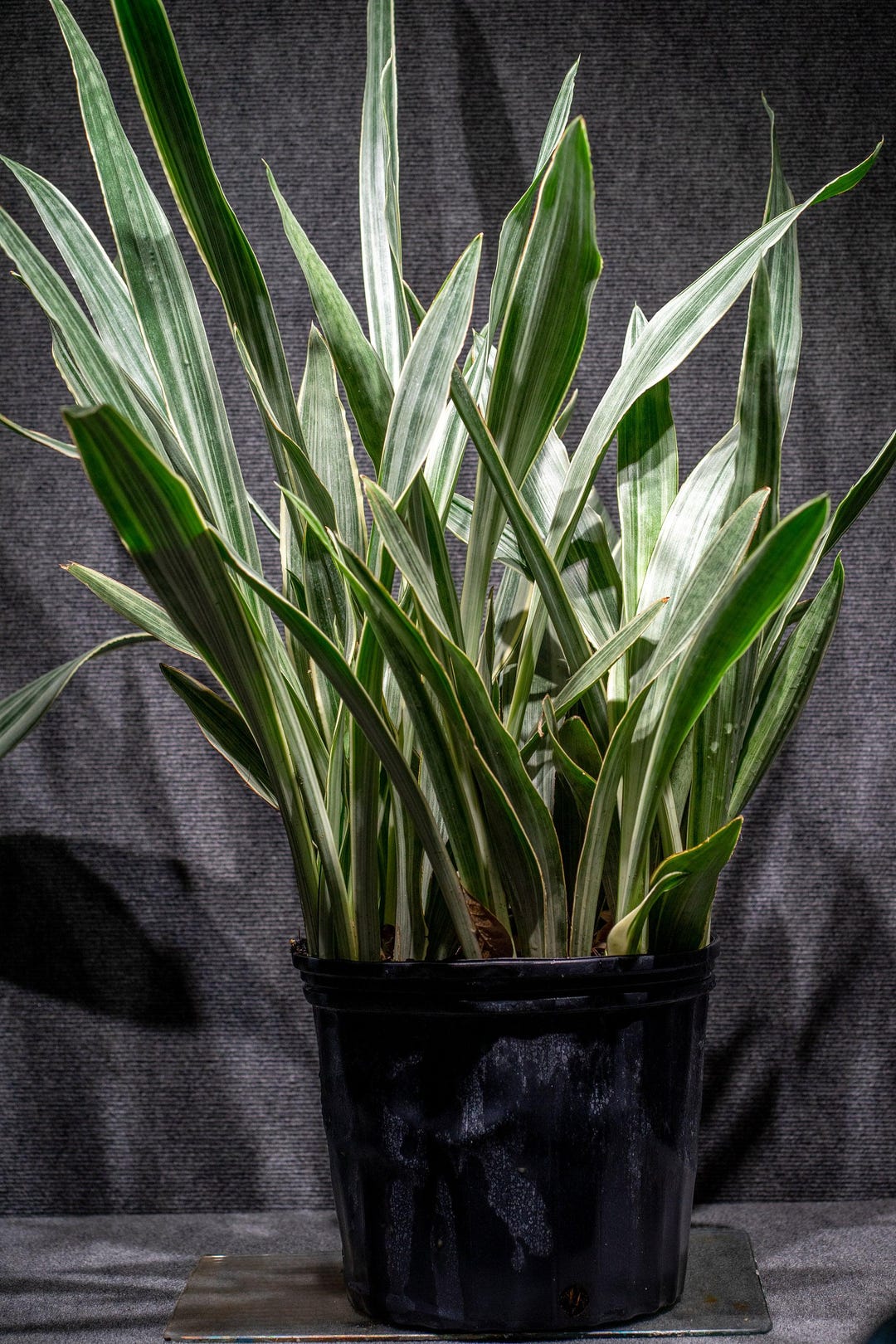 Sansevieria Sayuri, Snake Plant 3 Gallon - Etsy