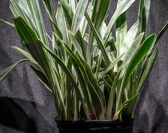 Sansevieria Sayuri, snake plant 3 Gallon