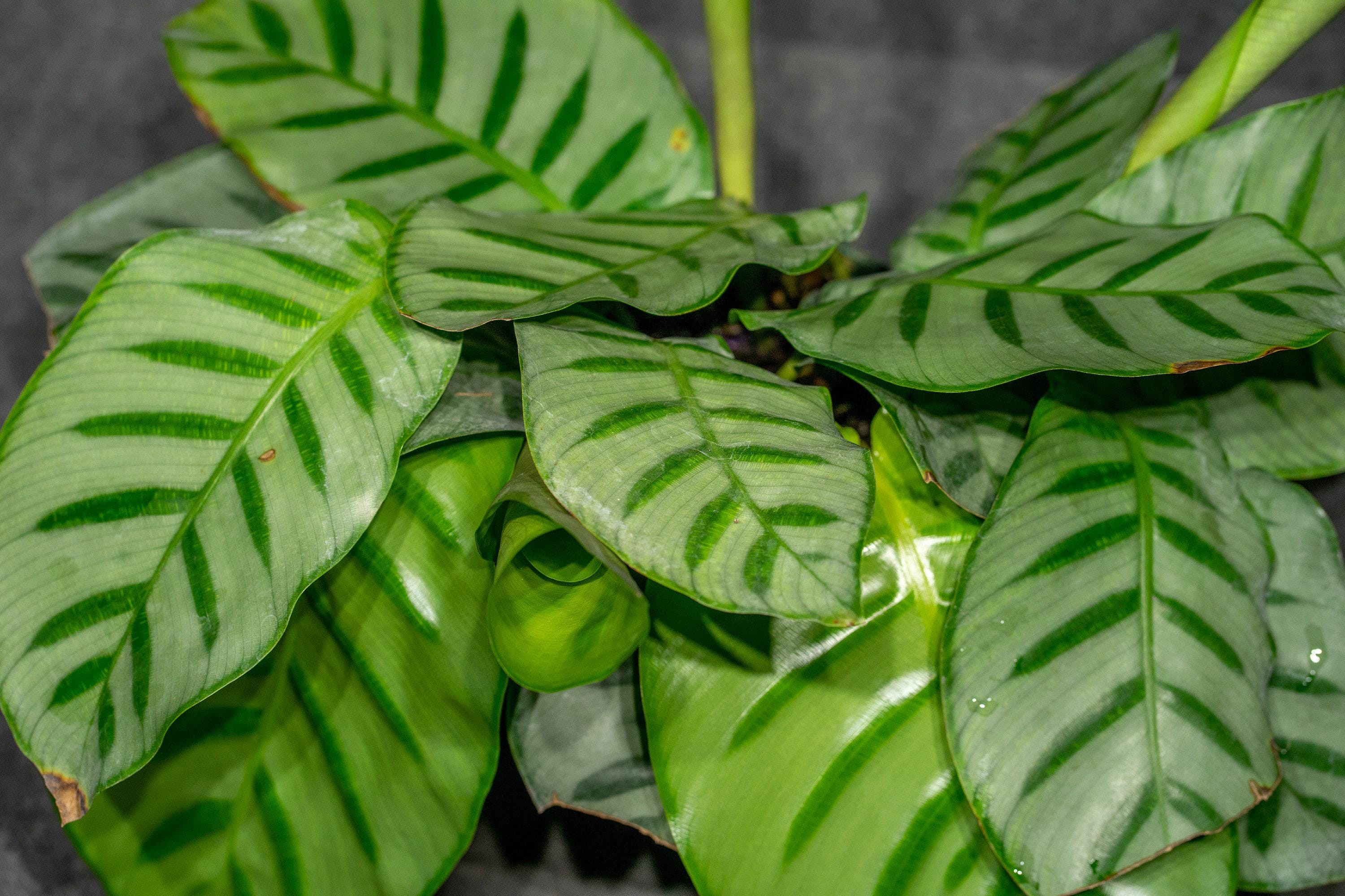 Goepperia Calathea Bella Carlina - SUPER RARE - Limited Numbers Available -  6"pot - Etsy
