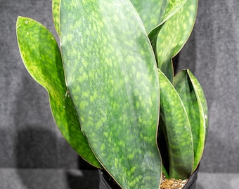 Sansevieria Masoniana (Whale Fin Snake Plant) 8 inch pot
