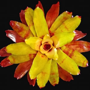 Neoregelia  Hawaii 6&quot;