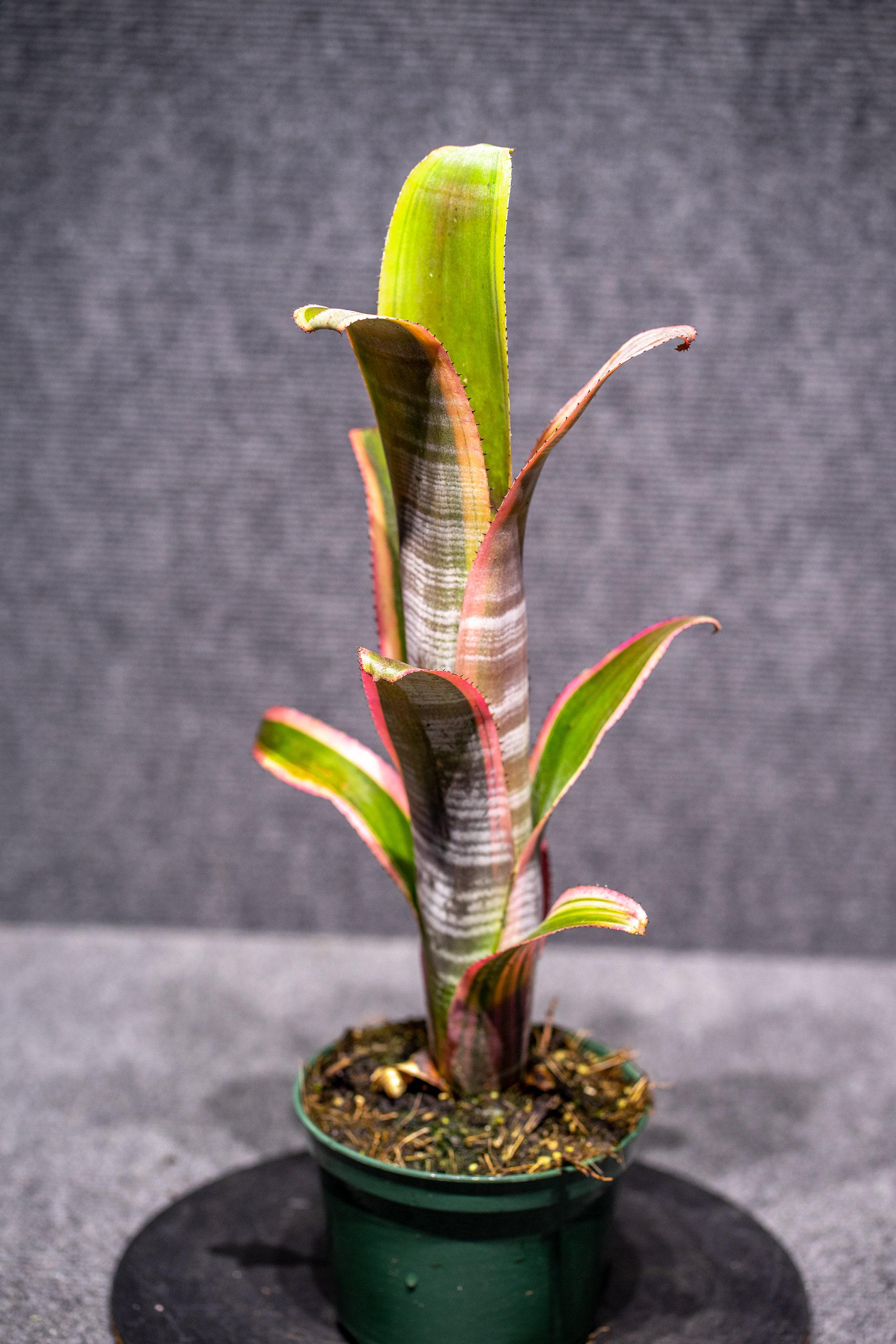Bromeliad Billbergia Vittata Albo Variegated Tropical Houseplant