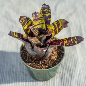 Neoregelia ‘Savoy Truffle’: Colorful Tropical Bromeliad for Indoor or Patio Display
