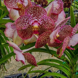 Vanda Uraiwan Belle #453