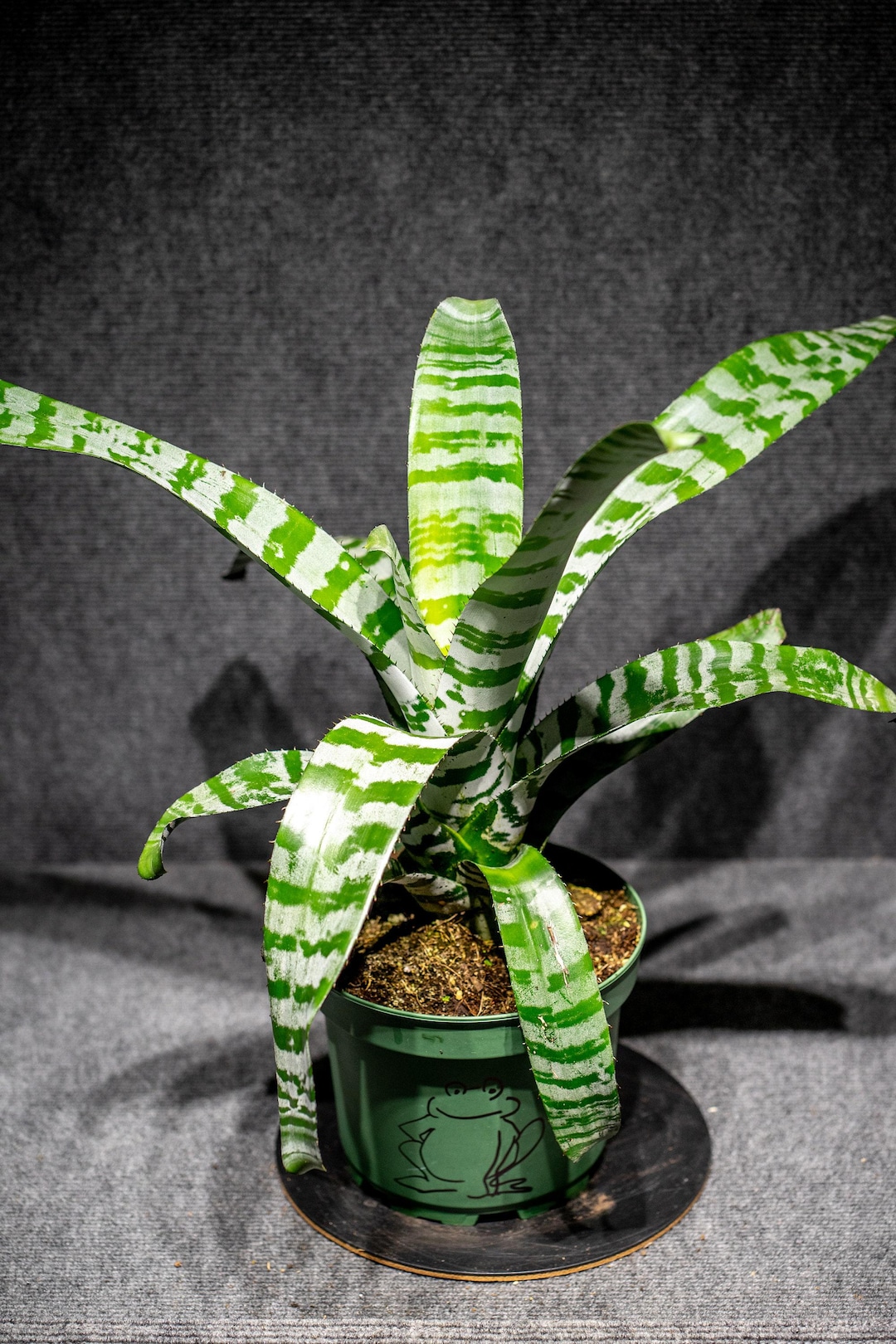 Bromeliad Aechmea Zebrina 'pink' 8