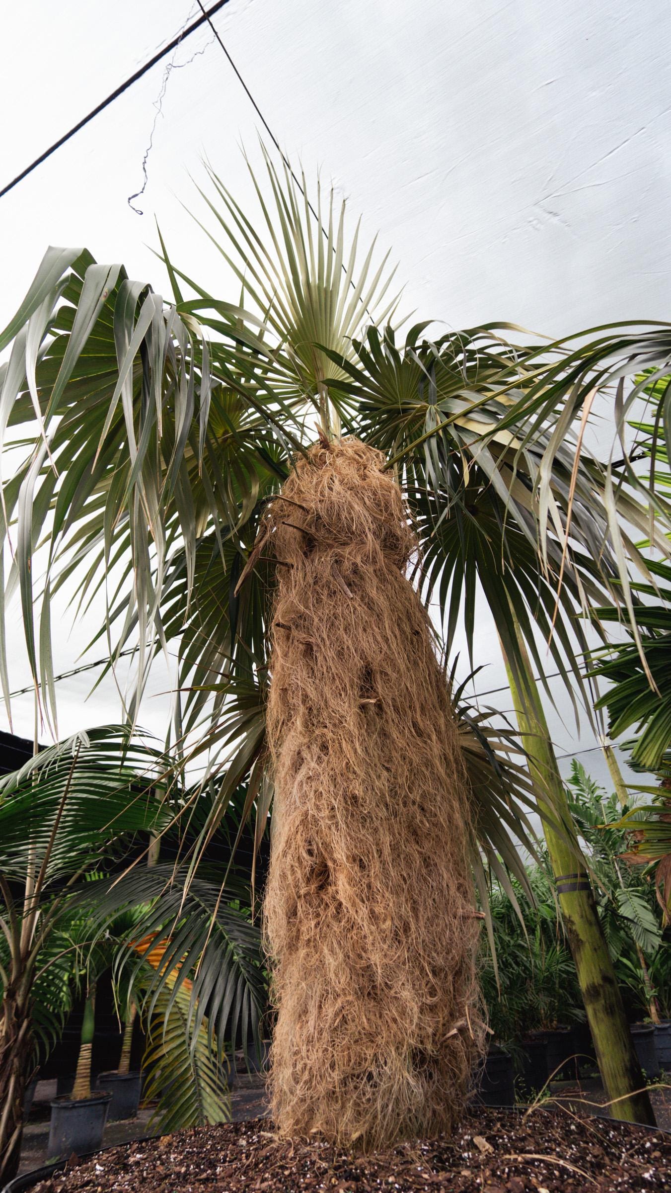 Coccothrinax Crinita – Old Man Palm | Unique Tropical Fan Palm 
