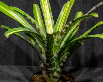 Aechmea aquilegia Variegated〔エクメア〕A0149 Aechmea aquilega variegated – Tropiflora