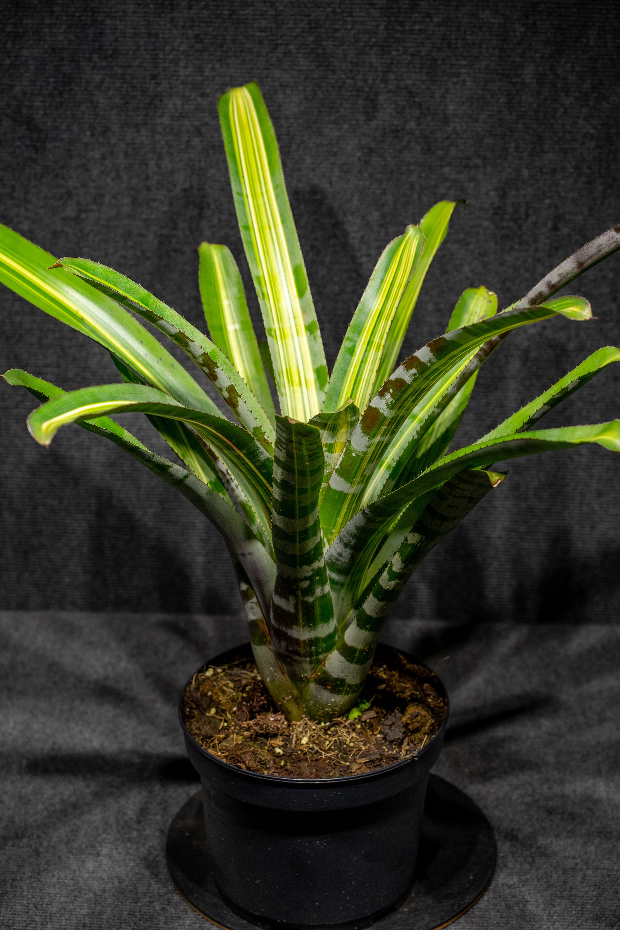 Aechmea Zebrina Variegated 8