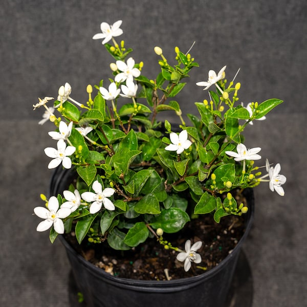 Asian Snow Jasminen 9" pot