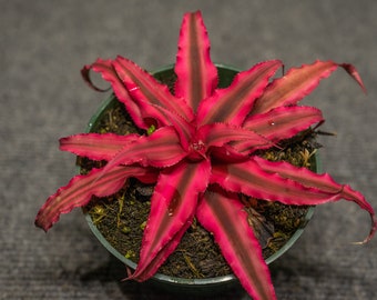 Cryptanthus Ruby 4″ pot (2 plants)