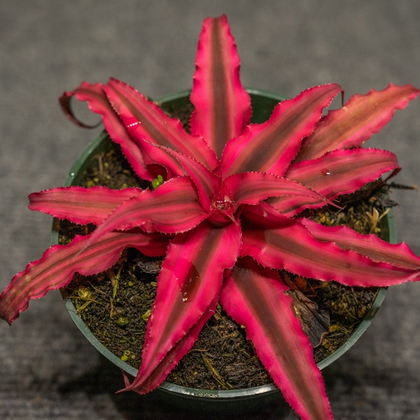 Cryptanthus Ruby 4″ pot (2 plants)