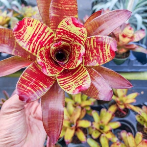 May include: A vibrant red and yellow bromeliad with striped leaves. The plant is in a pot and surrounded by other bromeliads.