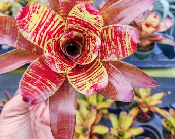 Neoregelia 'grove's Red Tiger' Small Pup — Glossy Red Banded