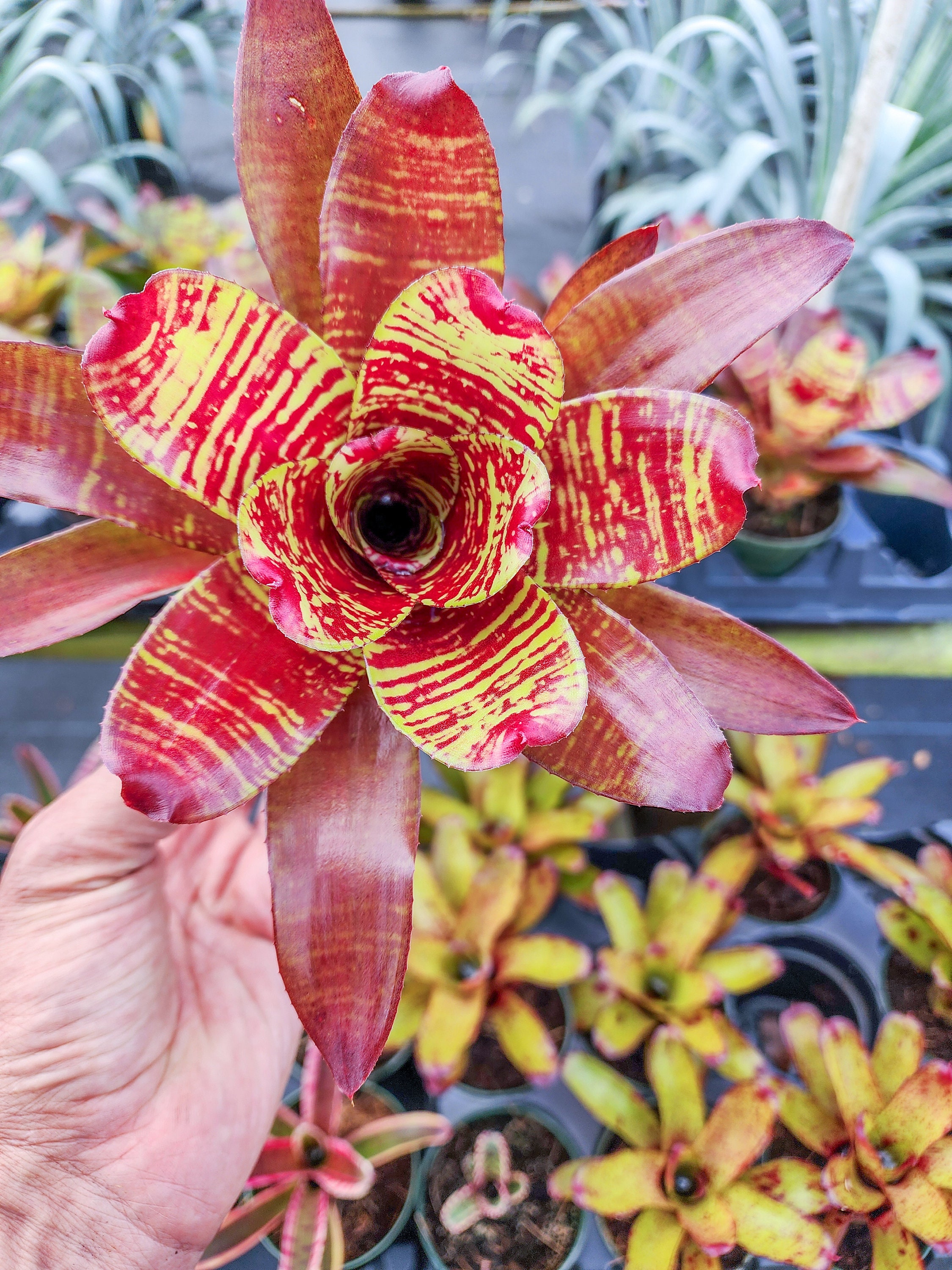 Neoregelia Maestra Vida Tropical Bromeliad Colorful Rosette Plant