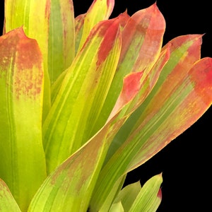 Bromeliad Hohenbergia Castellanosii Variegated 8 pot image 2