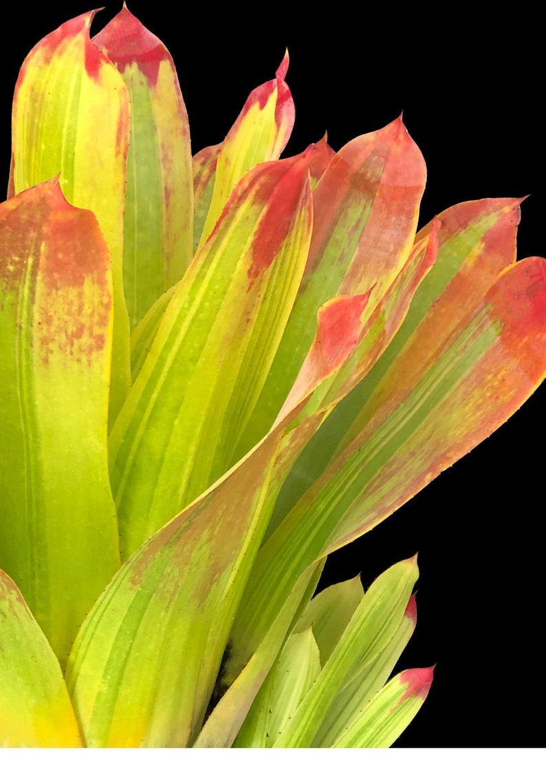 Bromeliad Hohenbergia Castellanosii Variegated 8 pot image 2