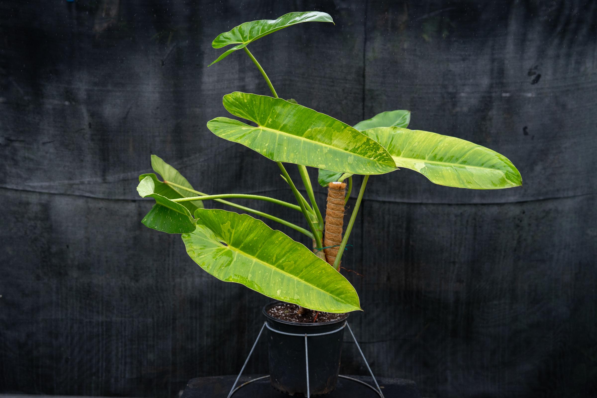 Philodendron Jose Bueno: Rare Variegated Tropical Aroid - 8" Pot - Etsy