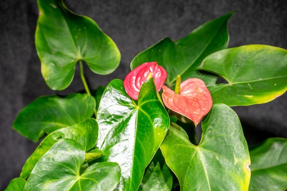 Anthurium California 3 Gallons Pot - Etsy