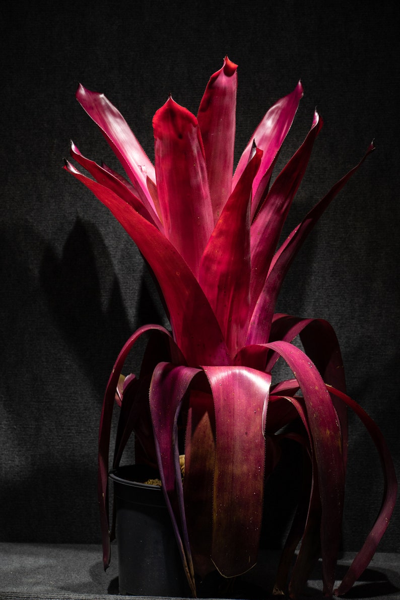 Bromeliad Aechmea Don Juan Pot 9 image 2