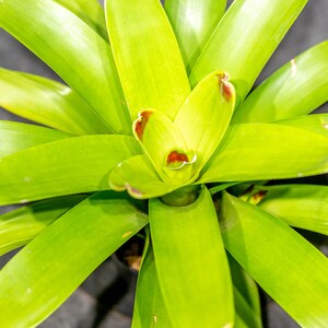 Vriesea Bon Fire 6&quot;