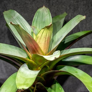 Alcantarea Imperialis Red  Pot 9&quot;