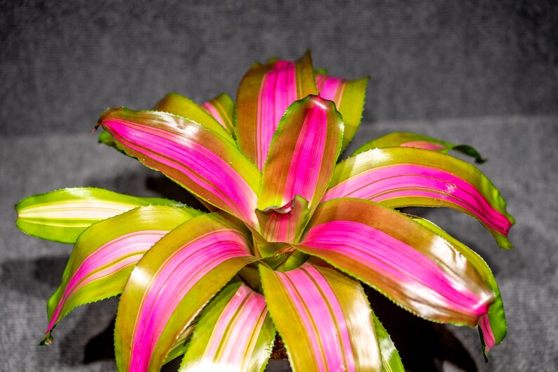 Bromeliad Neoregelia Wolfgang - Etsy
