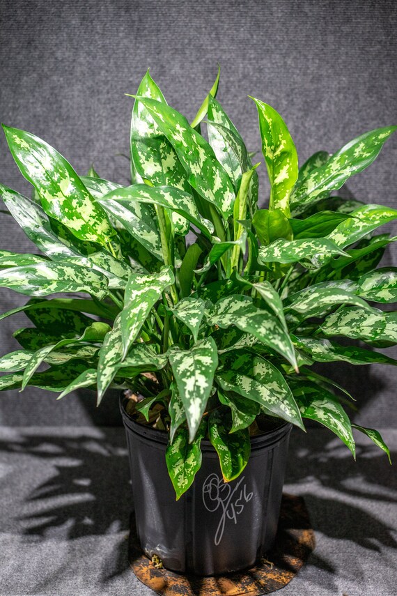 Aglaonema Mary Anne: Soft Variegated Indoor Plant for Low Light Spaces -  Etsy