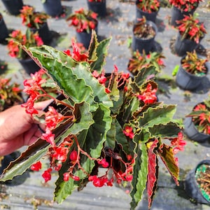 May include: A close-up of a red and green begonia plant with small red flowers. The plant is in a pot and is surrounded by other plants.