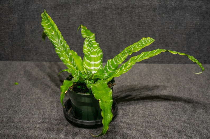 305 Greenery Cryptanthus Betty Ann Prevatt Earth Star Plant
