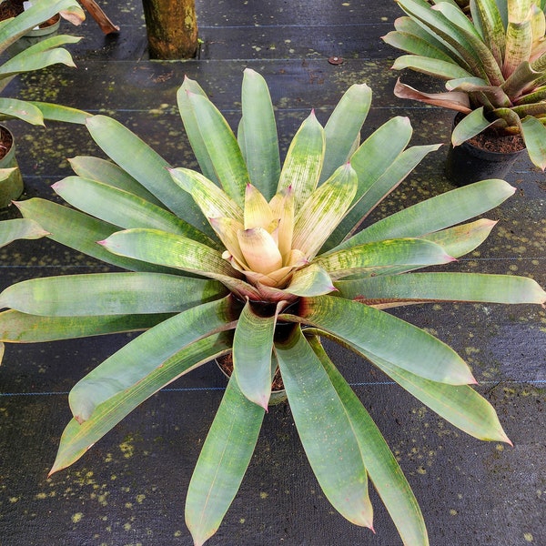 Vriesea Hybrid (white yellow blush)