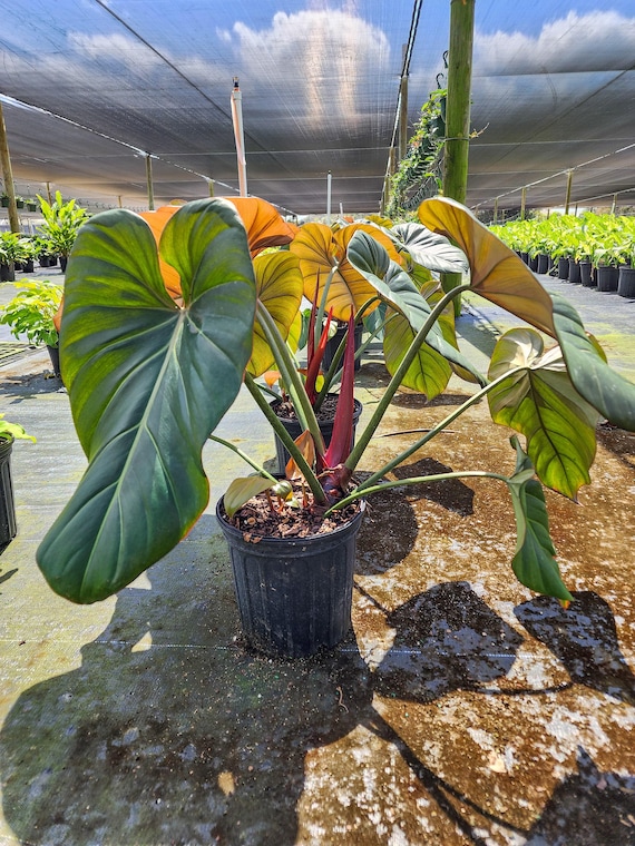 philodendron erubescens green Philodendron erubescens 'Red Emerald' main image 0