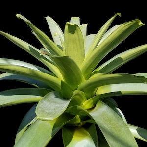 Alcantarea Imperialis Green  Pot 9&quot;