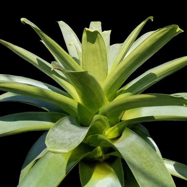 Alcantarea Imperialis Green  Pot 9"