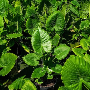 Alocasia Odora 'California' Dwarf Elephant Ear 10″ pot