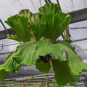 Platycerium elephantotis Giant Shield Fern | Rare Staghorn Fern | Tropical Houseplant