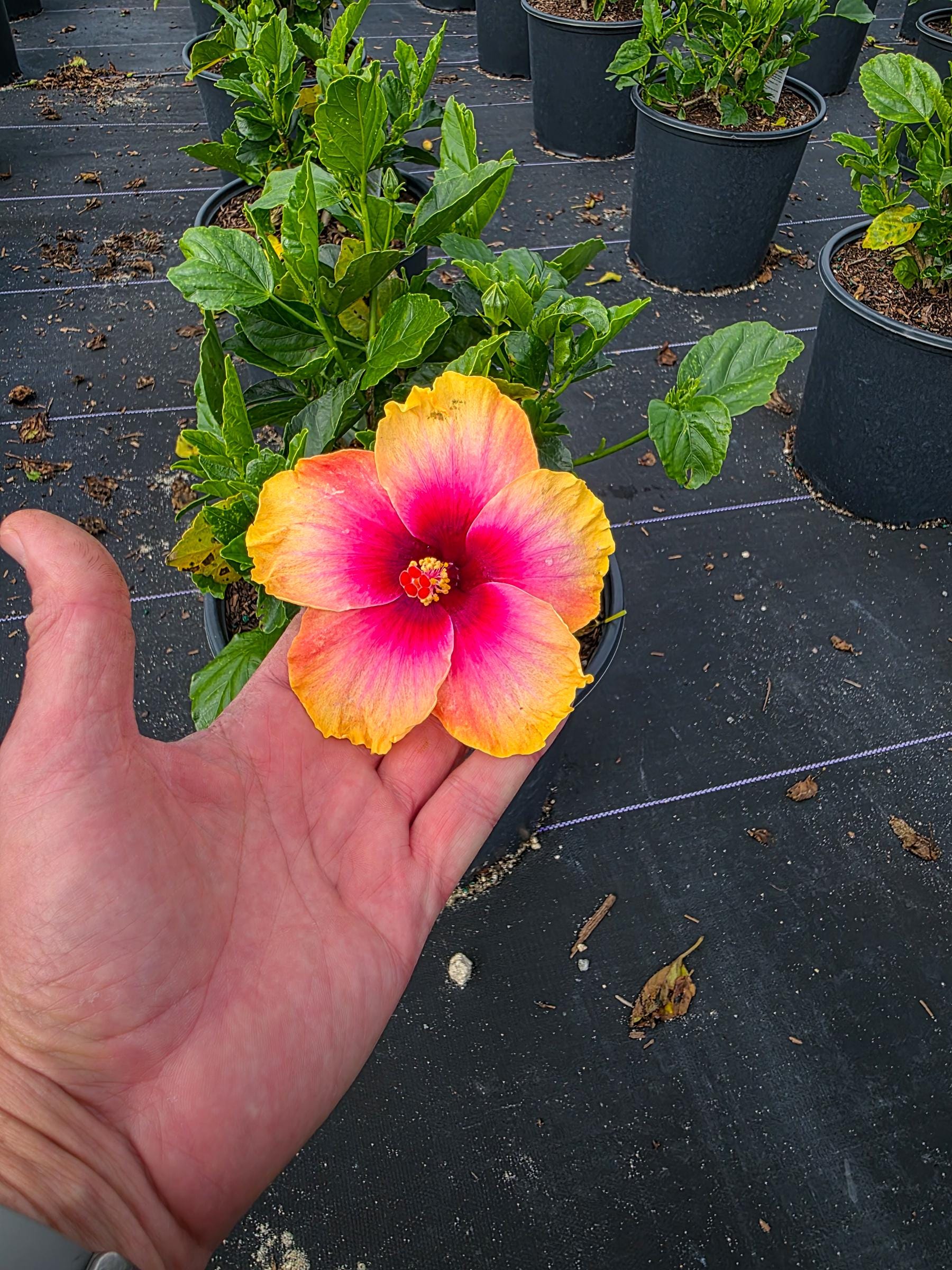Hibiscus Lemon Swirl Wind: Tropical Sunset Blooming Plant - Etsy
