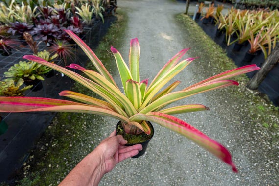 Neoregelia Cruenta 'albo' - Variegated Sun-loving Bromeliad 6