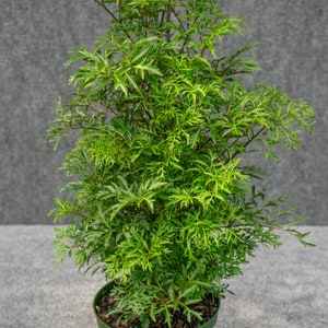 Aralia Ming 6&quot; pot
