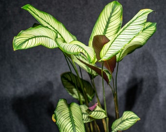 Calathea Goepperia sp. majestica  6" pot