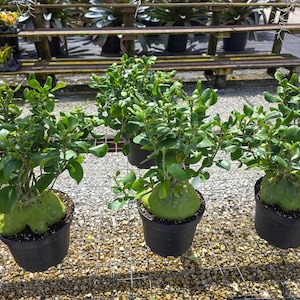 May include: Three potted plants with green foliage and bulbous, light green bases. The plants are in black plastic pots, arranged on a metal grid. The background includes wooden benches and other plants.