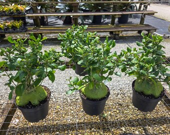 Ceratostema Doucettei - Assorted 4 Inch Pots - Etsy